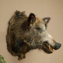 Sanglier européen Tête de sanglier Hauteur...