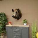 Wildschwein Europäischer Keiler Keilerkopf Höhe 67 cm Haupt Kopf Tierpräparat Präparat Trophäe 34.1.80