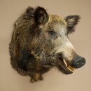 Wildschwein Europäischer Keiler Keilerkopf Höhe 67 cm Haupt Kopf Tierpräparat Präparat Trophäe 34.1.80