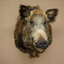 Wildschwein Europäischer Keiler Keilerkopf Höhe 67 cm Haupt Kopf Tierpräparat Präparat Trophäe 34.1.80