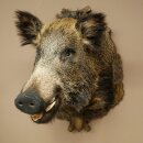 Wildschwein Europäischer Keiler Keilerkopf Höhe 67 cm Haupt Kopf Tierpräparat Präparat Trophäe 34.1.80