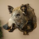 Wildschwein Europäischer Keiler Keilerkopf Höhe 67 cm Haupt Kopf Tierpräparat Präparat Trophäe 34.1.80