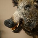 Wildschwein Europäischer Keiler Keilerkopf Höhe 67 cm Haupt Kopf Tierpräparat Präparat Trophäe 34.1.80