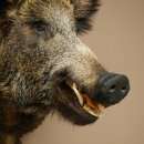 Wildschwein Europäischer Keiler Keilerkopf Höhe 67 cm Haupt Kopf Tierpräparat Präparat Trophäe 34.1.80