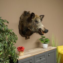 Wildschwein Europäischer Keiler Keilerkopf Höhe 67 cm Haupt Kopf Tierpräparat Präparat Trophäe 34.1.80