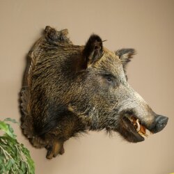 Wildschwein Europäischer Keiler Keilerkopf Höhe 67 cm Haupt Kopf Tierpräparat Präparat Trophäe 34.1.80