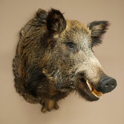 Wildschwein Europäischer Keiler Keilerkopf Höhe 67 cm Haupt Kopf Tierpräparat Präparat Trophäe 34.1.80