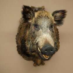 Wildschwein Europäischer Keiler Keilerkopf Höhe 67 cm Haupt Kopf Tierpräparat Präparat Trophäe 34.1.80