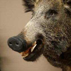 Wildschwein Europäischer Keiler Keilerkopf Höhe 67 cm Haupt Kopf Tierpräparat Präparat Trophäe 34.1.80