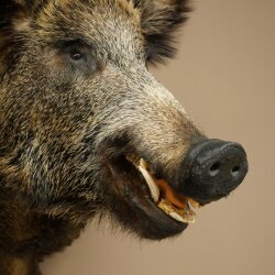 Wildschwein Europäischer Keiler Keilerkopf Höhe 67 cm Haupt Kopf Tierpräparat Präparat Trophäe 34.1.80