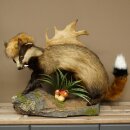 Dachs Wolpertinger Wolpi Präparat mit Fuchsschwanz...