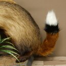 Dachs Wolpertinger Wolpi Präparat mit Fuchsschwanz Punkfrisur Zähnen Damhirsch