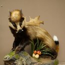 Dachs Wolpertinger Wolpi Präparat mit Fuchsschwanz Punkfrisur Zähnen Damhirsch