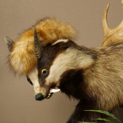 Dachs Wolpertinger Wolpi Präparat mit Fuchsschwanz Punkfrisur Zähnen Damhirsch