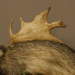 Dachs Wolpertinger Wolpi Präparat mit Fuchsschwanz Punkfrisur Zähnen Damhirsch