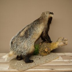 Dachs auf Deko Podest junges Präparat Tierpräparat Raubtier 89.10.118