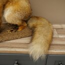 Fuchs Rotfuchs sitzend Präparat Tierpräparat Tiertrophäe Höhe 62 cm 89.8.203