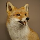 Fuchs Rotfuchs sitzend Präparat Tierpräparat Tiertrophäe Höhe 62 cm 89.8.203