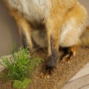 Fuchs Rotfuchs sitzend Präparat Tierpräparat Tiertrophäe Höhe 62 cm 89.8.203