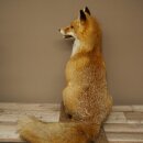 Fuchs Rotfuchs sitzend Präparat Tierpräparat Tiertrophäe Höhe 62 cm 89.8.203
