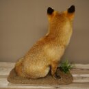 Fuchs Rotfuchs sitzend Präparat Tierpräparat Tiertrophäe Höhe 62 cm 89.8.203