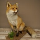 Fuchs Rotfuchs sitzend Präparat Tierpräparat Tiertrophäe Höhe 62 cm 89.8.203