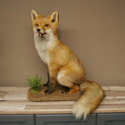 Fuchs Rotfuchs sitzend Präparat Tierpräparat Tiertrophäe Höhe 62 cm 89.8.203