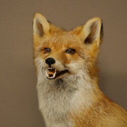 Fuchs Rotfuchs sitzend Präparat Tierpräparat Tiertrophäe Höhe 62 cm 89.8.203