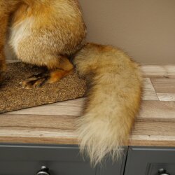 Fuchs Rotfuchs sitzend Präparat Tierpräparat Tiertrophäe Höhe 62 cm 89.8.203