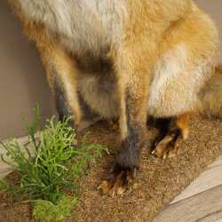 Fuchs Rotfuchs sitzend Präparat Tierpräparat Tiertrophäe Höhe 62 cm 89.8.203