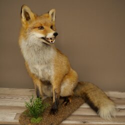 Fuchs Rotfuchs sitzend Präparat Tierpräparat Tiertrophäe Höhe 62 cm 89.8.203