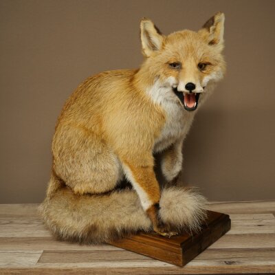 Red Fox, Seated Taxidermy Specimen, Animal Trophy, Height 51 cm, 89.8.204
