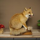 Fuchs Rotfuchs sitzend Präparat Tierpräparat...
