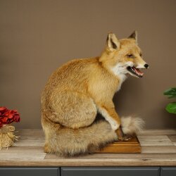 Red Fox, Seated Taxidermy Specimen, Animal Trophy, Height 51 cm, 89.8.204