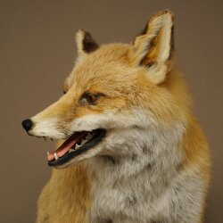 Red Fox, Seated Taxidermy Specimen, Animal Trophy, Height 51 cm, 89.8.204