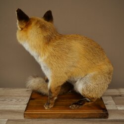 Red Fox, Seated Taxidermy Specimen, Animal Trophy, Height 51 cm, 89.8.204