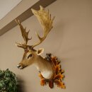 Daino (Dama dama) – Preparato con testa e spalle – Altezza 98 cm – Testa di daino 85.2.44