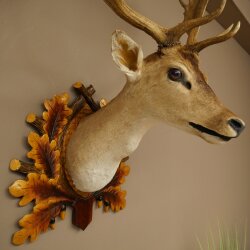 Daino (Dama dama) – Preparato con testa e spalle – Altezza 98 cm – Testa di daino 85.2.44