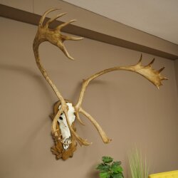 Reindeer Antlers, Caribou, Ren, Reindeer Antlers, Skull Trophy on a Carved Trophy Shield 78.40