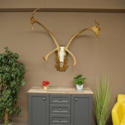 Reindeer Antlers, Caribou, Ren, Reindeer Antlers, Skull Trophy on a Carved Trophy Shield 78.40