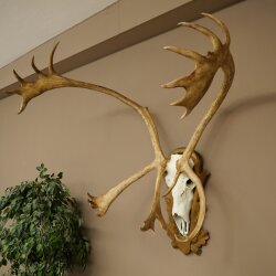 Reindeer Antlers, Caribou, Ren, Reindeer Antlers, Skull Trophy on a Carved Trophy Shield 78.40