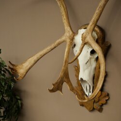 Reindeer Antlers, Caribou, Ren, Reindeer Antlers, Skull Trophy on a Carved Trophy Shield 78.40