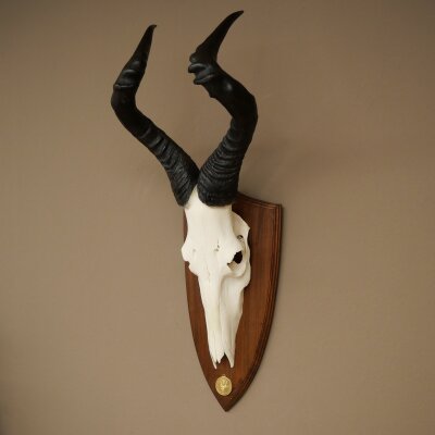 Hartebeest (Alcelaphus caama) Antilope femelle, hauteur 58 cm, médaille de décoration, trophée de crâne dantilope 88.1.66