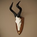 Hartebeest (Alcelaphus caama) Antilope femelle, hauteur...