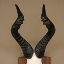 Hartebeest (Alcelaphus caama) Antilope femelle, hauteur 58 cm, médaille de décoration, trophée de crâne dantilope 88.1.66