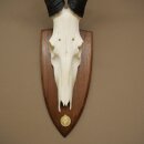 Hartebeest (Alcelaphus caama) Antilope femelle, hauteur 58 cm, médaille de décoration, trophée de crâne dantilope 88.1.66