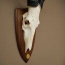 Hartebeest (Alcelaphus caama) Antilope femelle, hauteur 58 cm, médaille de décoration, trophée de crâne dantilope 88.1.66