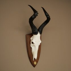 Hartebeest (Alcelaphus caama) Antilope femelle, hauteur 58 cm, médaille de décoration, trophée de crâne dantilope 88.1.66