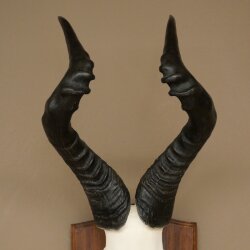 Hartebeest (Alcelaphus caama) Antilope femelle, hauteur 58 cm, médaille de décoration, trophée de crâne dantilope 88.1.66