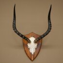Trophée de crâne dantilope impala...